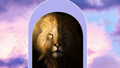 What Each Zodiac Can Expect From The Lion’s Gate Portal 2024